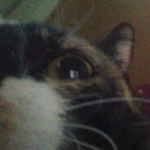 Meet your Posher, Zalex